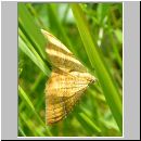 Camptogramma bilineata - Brennesselspanner 03.jpg